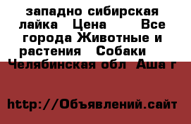 западно сибирская лайка › Цена ­ 0 - Все города Животные и растения » Собаки   . Челябинская обл.,Аша г.